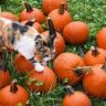 Pumpkin or Sweet Potato For Cats