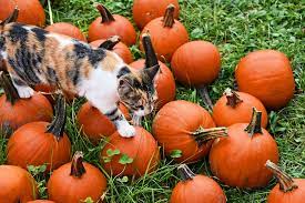 Pumpkin or Sweet Potato For Cats