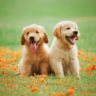 Pumpkin Or Sweet Potato For Dogs