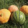 pumpkin or watermelon