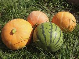 pumpkin or watermelon