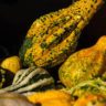 pumpkin or zucchini