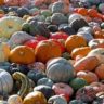 pumpkin with dukkah