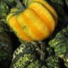 pumpkin with green skin
