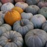 Pumpkin With Grey Skin