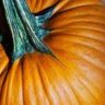 pumpkin without stem