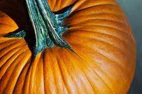 pumpkin without stem