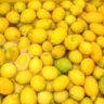 what lemons are best for limoncello