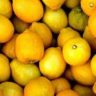 what lemons for limoncello