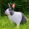 What Lettuce Can Bunnies Eat