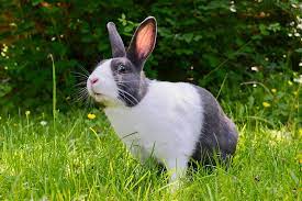 What Lettuce Can Bunnies Eat