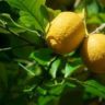 When do Lemons go Bad