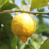 when do lemons grow