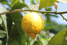 when do lemons grow