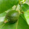 when do lemons turn green