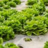 when is lettuce is ready to pick