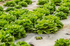 when is lettuce is ready to pick