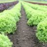 where did lettuce originate