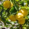 where do lemons come from