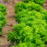 Where Does Lettuce Grow