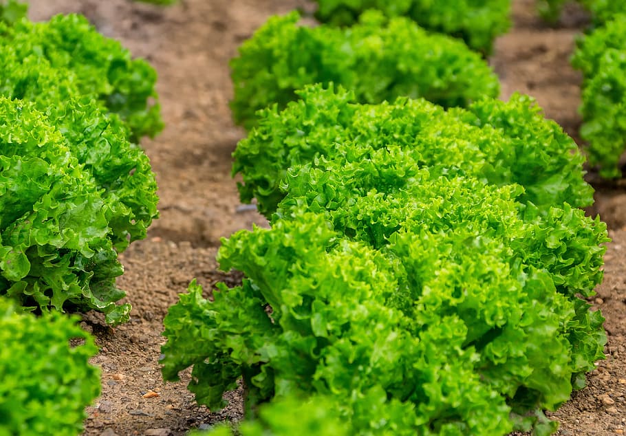 Where Does Lettuce Grow