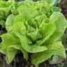 which lettuce has the most nutritional value