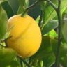 who named lemons