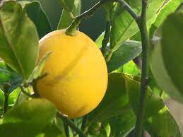who named lemons