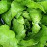 Why are Lettuces So Expensive