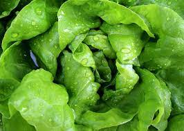 Why are Lettuces So Expensive