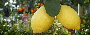 why do lemons fall off the tree