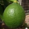 why do lemons not turn yellow
