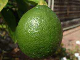 why do lemons not turn yellow