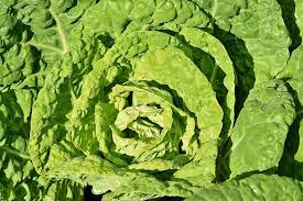 Why is Lettuce So Expensive in Australia