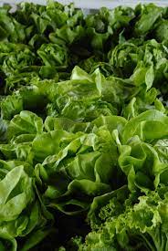 why is my lettuce not growing