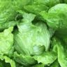 why is there a lettuce shortage