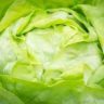 Why is There a Lettuce Shortage in Australia