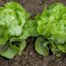 Why Lettuce is Good For You