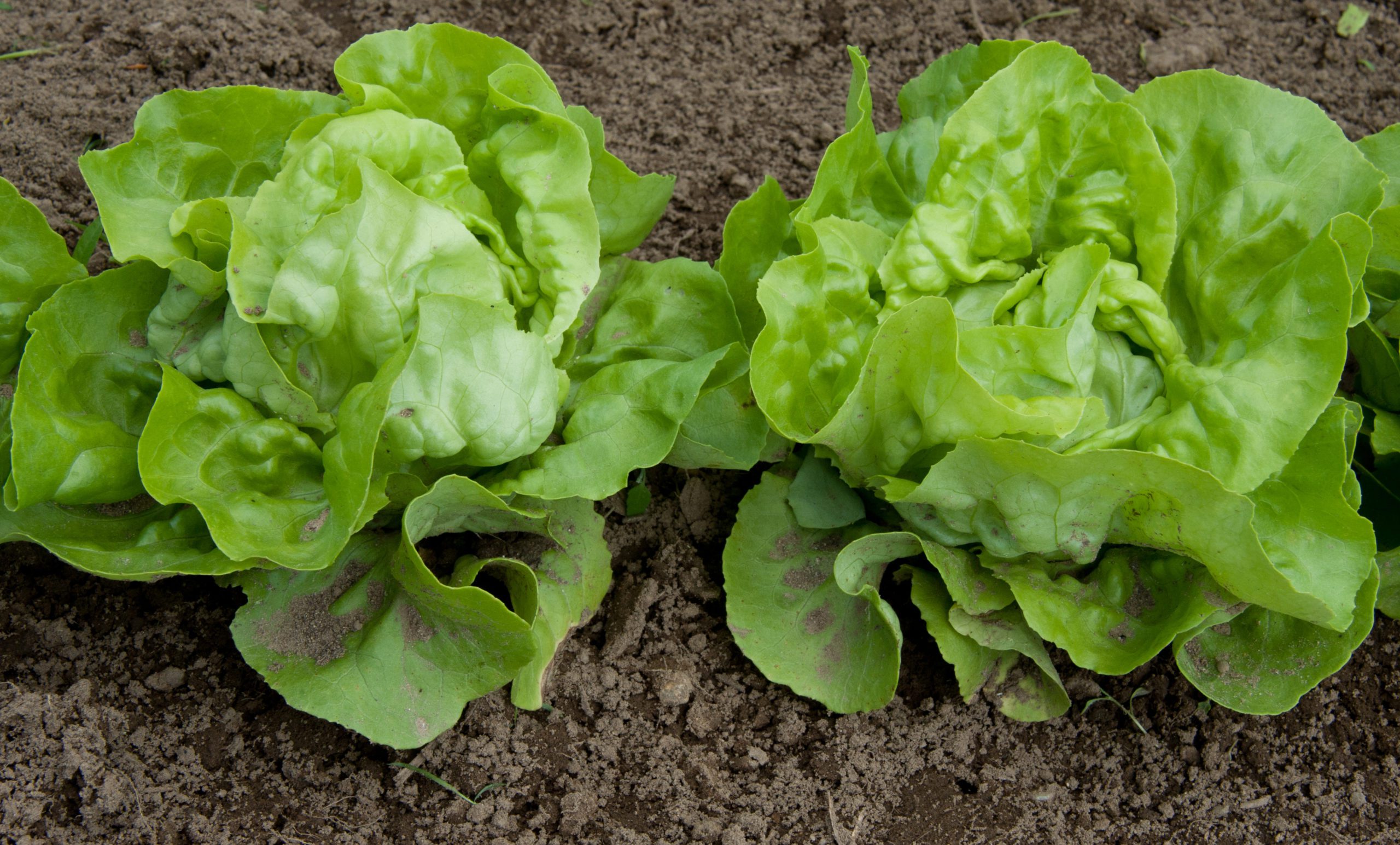 Why Lettuce is Good For You