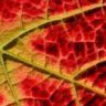 Why Lettuce Turns Red