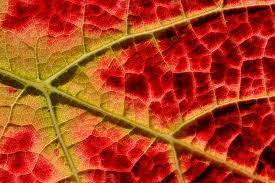Why Lettuce Turns Red