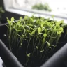 why my lettuce seeds won't germinate