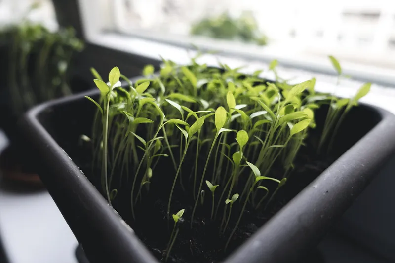 why my lettuce seeds won't germinate