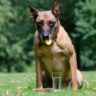 will lemons hurt dogs