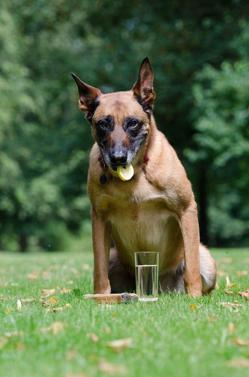 will lemons hurt dogs