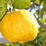 will lemons raise blood sugar
