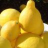 will lemons ripen after picking