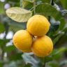 will lemons ripen after you pick them