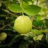 will lemons ripen off the tree