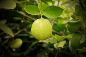will lemons ripen off the tree
